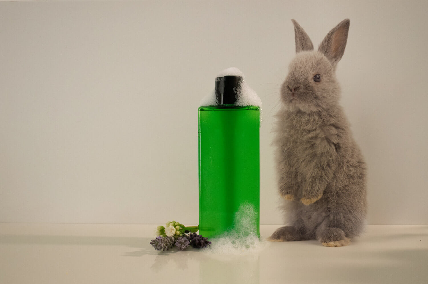 animal-ethics-2